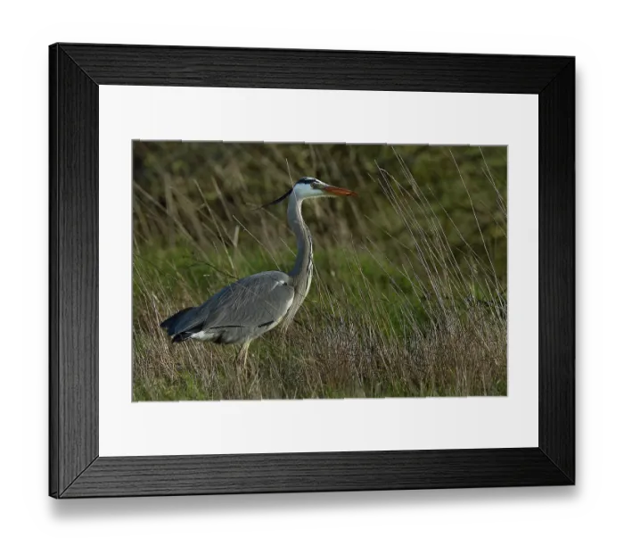 Framed Print : Grey heron (Ardea cinerea) standing in tall grass, Marais de Vendee, France. January Framed Print : Grey heron (Ardea cinerea) standing in tall grass, Marais de Vendee, France. January