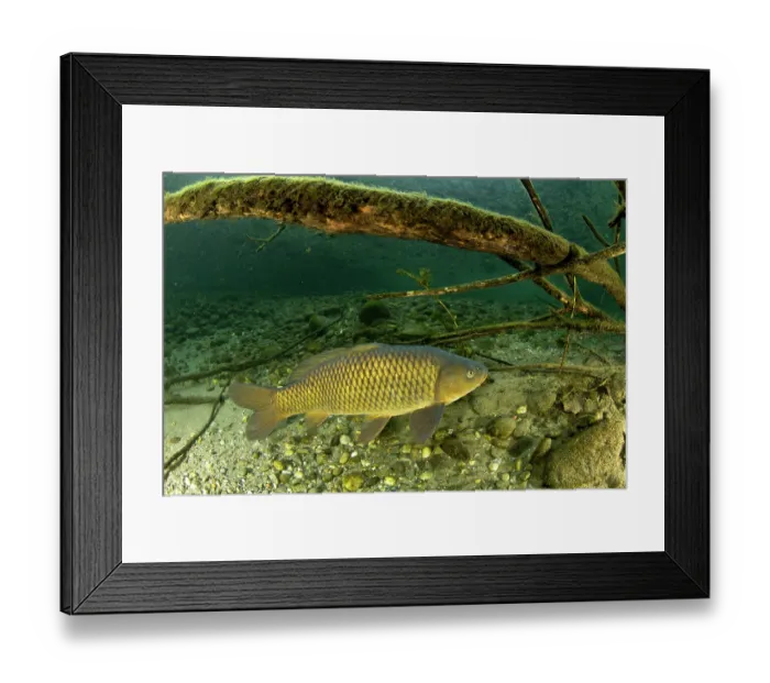 Framed Print : Common carp (Cyprinus carpio) swimming over riverbed, River Ticino, Lombardy, Italy. October Framed Print : Common carp (Cyprinus carpio) swimming over riverbed, River Ticino, Lombardy, Italy. October