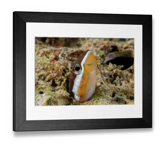 Framed Print : Bluestriped fangblenny (Plagiotremus rhinorhynchos) peeking out of its hole in the reef, Guam, Federated States of Micronesia, Pacific Ocean Framed Print : Bluestriped fangblenny (Plagiotremus rhinorhynchos) peeking out of its hole in the reef, Guam, Federated States of Micronesia, Pacific Ocean