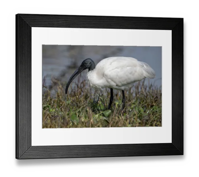 Framed Print : Black-headed ibis (Threskiornis melanocephalus) standing on riverbank, Keoladeo Ghana National Park, Bharatpur, Rajasthan, India Framed Print : Black-headed ibis (Threskiornis melanocephalus) standing on riverbank, Keoladeo Ghana National Park, Bharatpur, Rajasthan, India