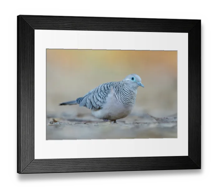 Framed Print : Peaceful dove (Geopelia placida) portrait, Adelaide River Hills, Northern Territory, Australia Framed Print : Peaceful dove (Geopelia placida) portrait, Adelaide River Hills, Northern Territory, Australia