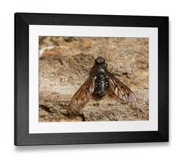 Framed Print : Anthracite bee fly (Anthrax anthrax) basking on volcanic rocks, Teide National Park, Tenerife, Canary Islands. May Framed Print : Anthracite bee fly (Anthrax anthrax) basking on volcanic rocks, Teide National Park, Tenerife, Canary Islands. May