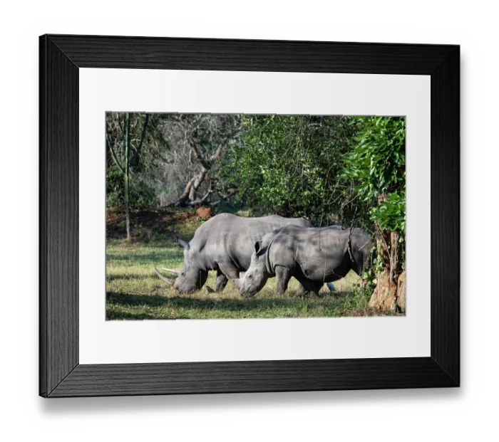 Framed Print : Two Southern white rhinoceros (Ceratotherium simum) grazing, Ziwa rhino sanctuary, Uganda Framed Print : Two Southern white rhinoceros (Ceratotherium simum) grazing, Ziwa rhino sanctuary, Uganda