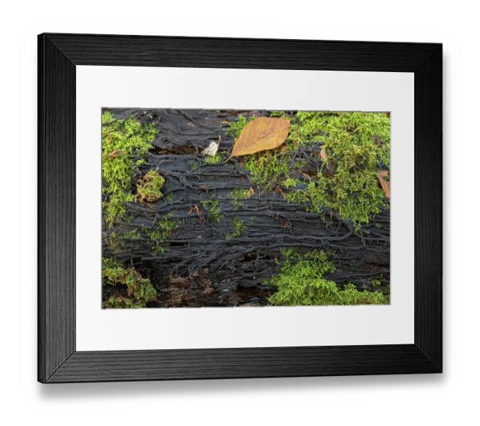 Framed Print : Honey fungus (Armillaria mellea) growing in rhizomorphs on log, Surrey, England, UK. November Framed Print : Honey fungus (Armillaria mellea) growing in rhizomorphs on log, Surrey, England, UK. November