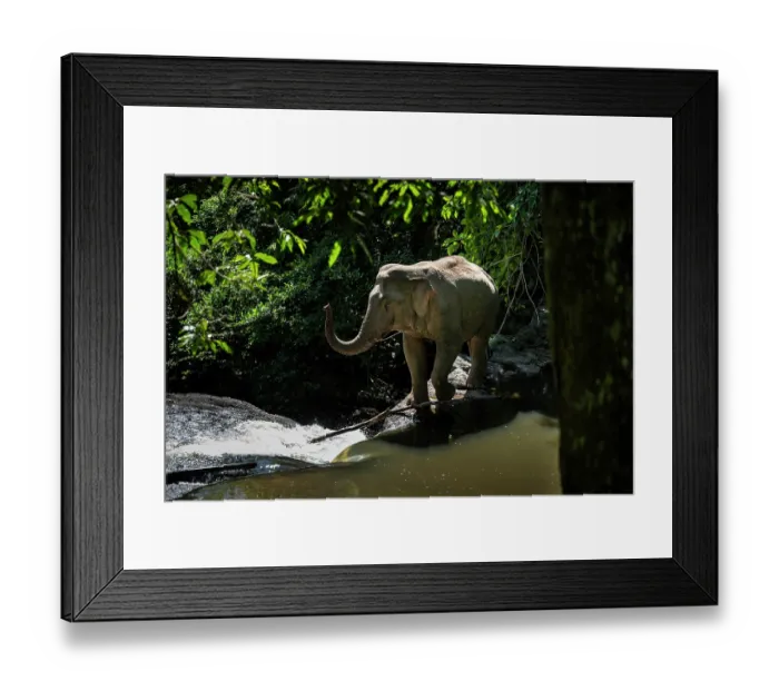 Framed Print : Asian elephant (Elephas maximus) walking along the rocky cliff to cross a waterfall, Khao Yai National Park, a UNESCO World Heritage Site, ASEAN Heritage Site, Nakhon Ratchasima Framed Print : Asian elephant (Elephas maximus) walking along the rocky cliff to cross a waterfall, Khao Yai National Park, a UNESCO World Heritage Site, ASEAN Heritage Site, Nakhon Ratchasima