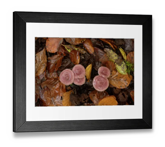 Framed Print : Rosy bonnet mushrooms (Mycena rosea) growing through fallen autumn leaves, Ebernoe, Sussex, England, UK. November Framed Print : Rosy bonnet mushrooms (Mycena rosea) growing through fallen autumn leaves, Ebernoe, Sussex, England, UK. November