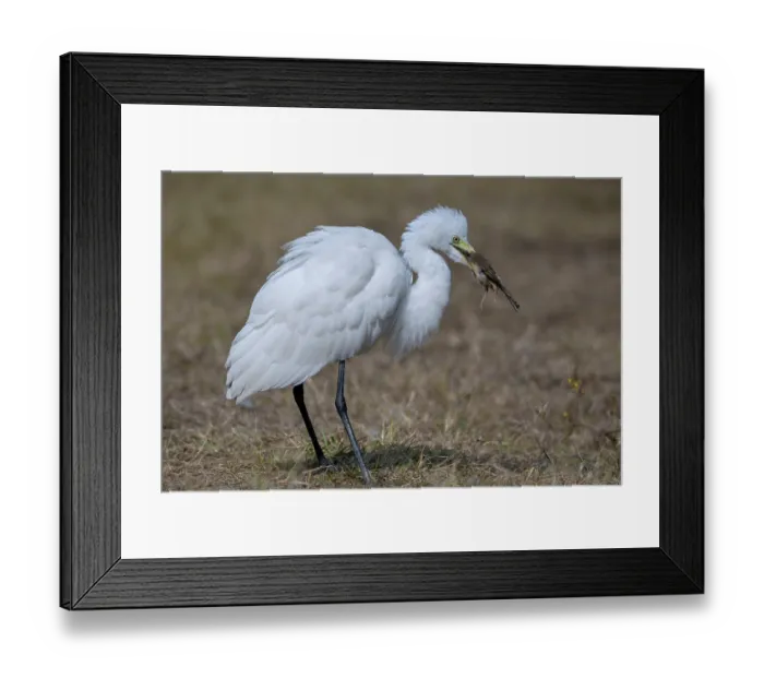 Framed Print : Intermediate egret (Egretta intermedia) feeding on dead songbird ( probably a Prinia sp.), Keoladeo Ghana National Park, Bharatpur, Rajasthan, India Framed Print : Intermediate egret (Egretta intermedia) feeding on dead songbird ( probably a Prinia sp.), Keoladeo Ghana National Park, Bharatpur, Rajasthan, India