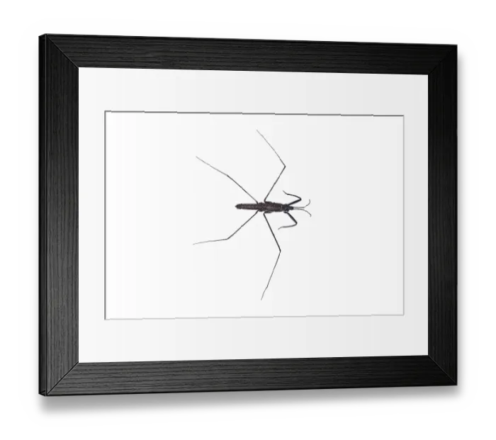 Framed Print : River skater (Aquarius najas) wingless form, portrait, River Arrow, Herefordshire, England, UK. October. Controlled conditions, preserved specimen. Focus stacked Framed Print : River skater (Aquarius najas) wingless form, portrait, River Arrow, Herefordshire, England, UK. October. Controlled conditions, preserved specimen. Focus stacked