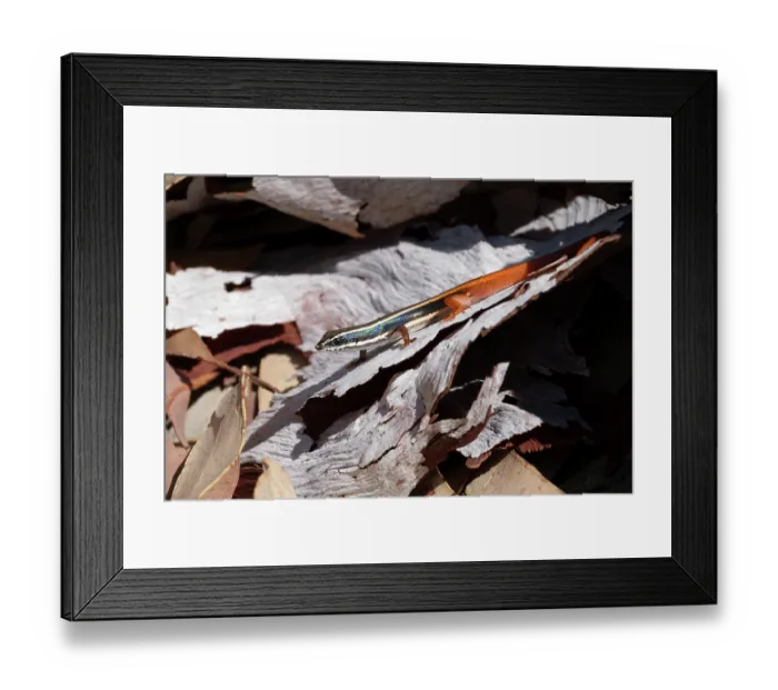Framed Print : Fire-tailed skink (Morethia ruficauda) resting on a dried leaf, Adelaide River Hills, Northern Territory, Australia