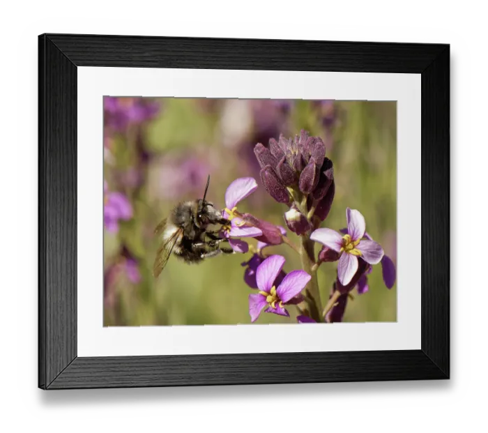 Framed Print : Canary flower bee (Anthophora alluaudi) nectaring from Teide wallflower (Erysimum scoparium) flowers, Teide National Park, Tenerife, Canary Islands. May Framed Print : Canary flower bee (Anthophora alluaudi) nectaring from Teide wallflower (Erysimum scoparium) flowers, Teide National Park, Tenerife, Canary Islands. May
