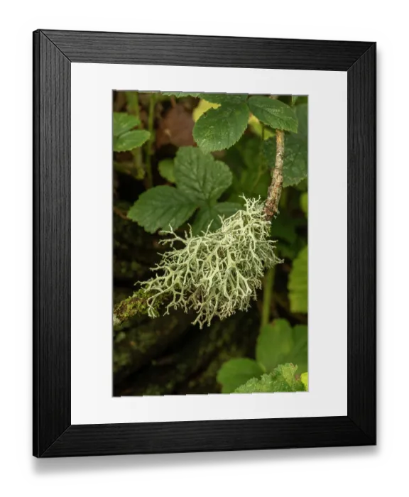Framed Print : Oak moss lichen (Evernia prunastri) growing on branch, Sussex, England, UK. October Framed Print : Oak moss lichen (Evernia prunastri) growing on branch, Sussex, England, UK. October