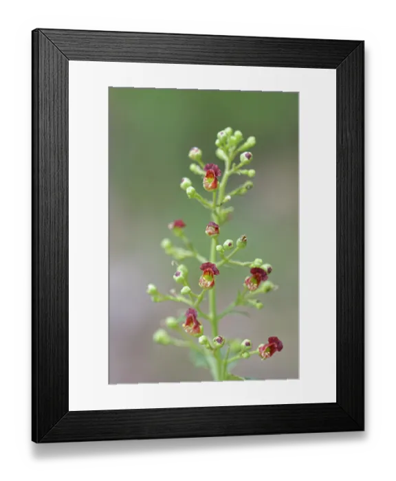 Framed Print : Canary mountain figwort (Scrophularia glabrata) in flower, Teide National Park, Tenerife, Canary Islands. May Framed Print : Canary mountain figwort (Scrophularia glabrata) in flower, Teide National Park, Tenerife, Canary Islands. May