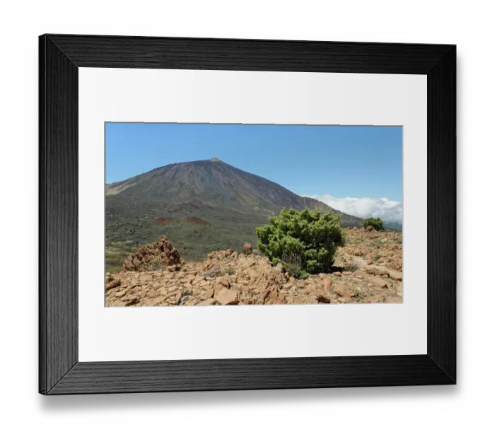Framed Print : Canary Island juniper (Juniperus cedrus) growing on a mountain ridge above 2100m, below El Teide, La Fortaleza, Teide National Park, Tenerife, Canary Islands. May. Endangered Framed Print : Canary Island juniper (Juniperus cedrus) growing on a mountain ridge above 2100m, below El Teide, La Fortaleza, Teide National Park, Tenerife, Canary Islands. May. Endangered