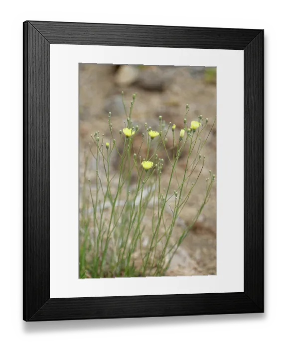 Framed Print : Canary island wall lettuce (Tolpis webbii) clump flowering in El Portillo Botanical Garden, Teide National Park, Tenerife, Canary Islands. May Framed Print : Canary island wall lettuce (Tolpis webbii) clump flowering in El Portillo Botanical Garden, Teide National Park, Tenerife, Canary Islands. May