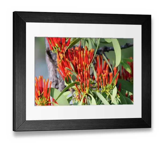 Framed Print : Sanuinea mistletoe (Amyema sanguinea) in flower, growing on a Gum tree (Corymbia sp.), Adelaide River Hills, Northern Territory, Australia Framed Print : Sanuinea mistletoe (Amyema sanguinea) in flower, growing on a Gum tree (Corymbia sp.), Adelaide River Hills, Northern Territory, Australia