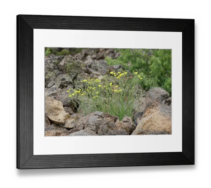 Framed Print : Canary island wall lettuce (Tolpis webbii) clump flowering in El Portillo Botanical Garden, Teide National Park, Tenerife, Canary Islands. May Framed Print : Canary island wall lettuce (Tolpis webbii) clump flowering in El Portillo Botanical Garden, Teide National Park, Tenerife, Canary Islands. May