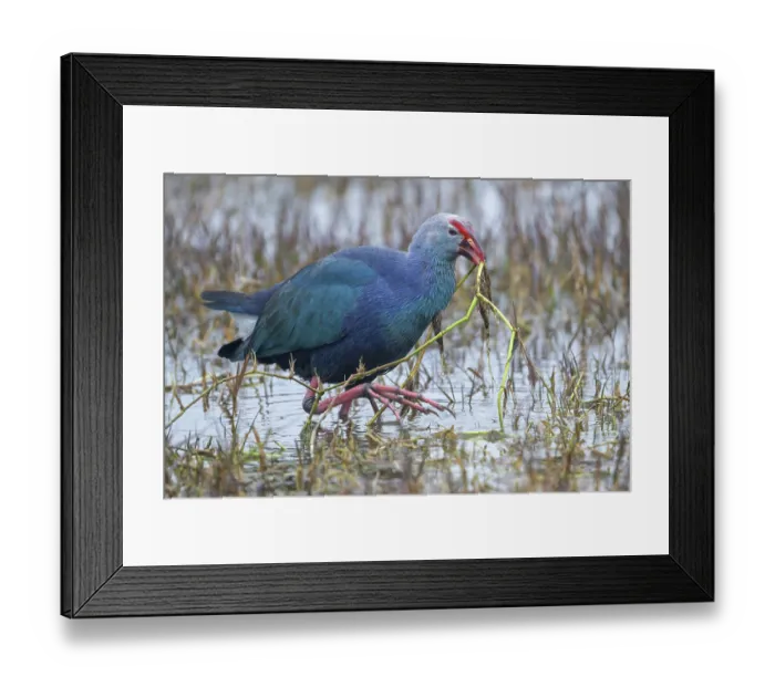 Framed Print : Purple swamphen (Porphyrio porphyrio) feeding on aquatic plants, Keoladeo Ghana National Park, Bharatpur, Rajasthan, India Framed Print : Purple swamphen (Porphyrio porphyrio) feeding on aquatic plants, Keoladeo Ghana National Park, Bharatpur, Rajasthan, India