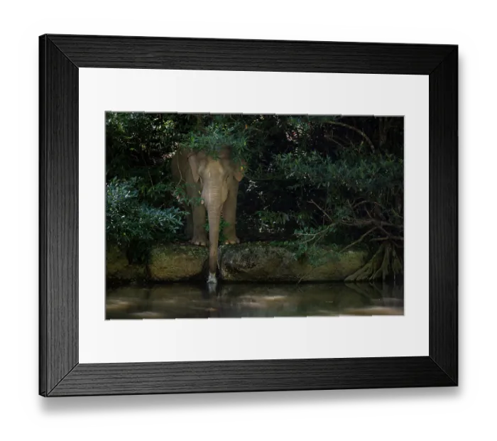 Framed Print : Asian elephant (Elephas maximus) drinking water from a stream at the edge of the forest, Khao Yai National Park, a UNESCO World Heritage Site, ASEAN Heritage Site
