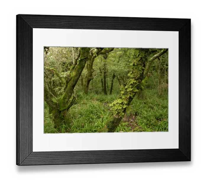 Framed Print : Tree lungwort lichen (Lobaria pulmonaria) growing on tree in temperate rainforest, Dizzard, Cornwall, England, UK. October Framed Print : Tree lungwort lichen (Lobaria pulmonaria) growing on tree in temperate rainforest, Dizzard, Cornwall, England, UK. October