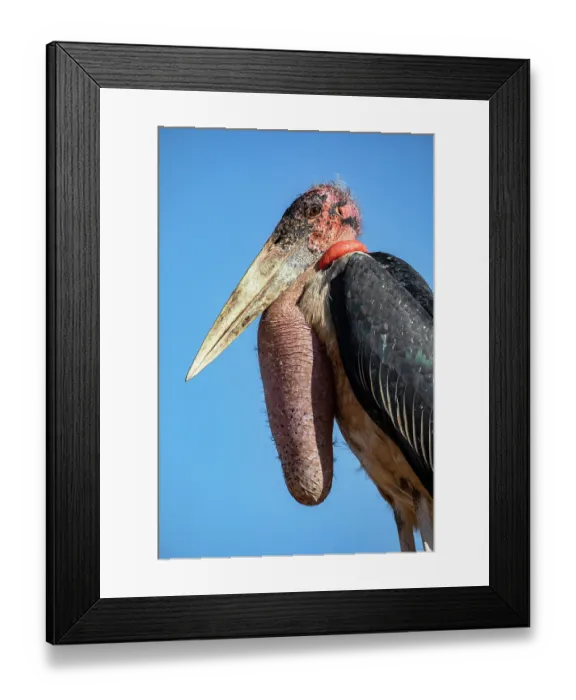 Framed Print : RF - Marabou stork (Leptoptilos crumenifer) head portrait, Lake Victoria, Uganda. (This image may be licensed either as rights managed or royalty free.) Framed Print : RF - Marabou stork (Leptoptilos crumenifer) head portrait, Lake Victoria, Uganda. (This image may be licensed either as rights managed or royalty free.)