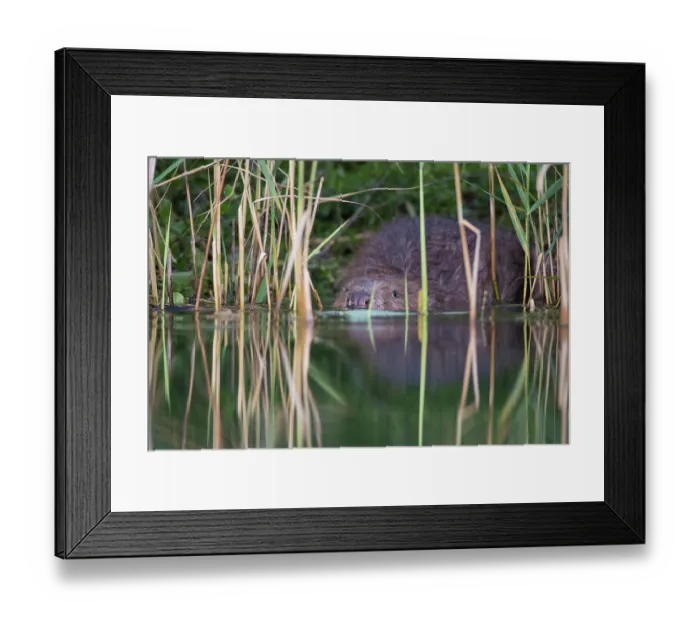 Framed Print : European beaver (Castor fiber) hiding in reed bed at water's edge, River Rhone, Alps, France. July Framed Print : European beaver (Castor fiber) hiding in reed bed at water's edge, River Rhone, Alps, France. July
