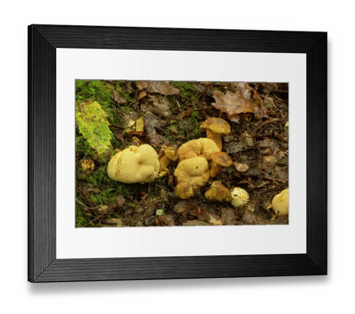 Framed Print : Parasitic bolete (Pseudoboletus parasiticus) growing on Common earthball (Scleroderma citrinum), Surrey, England, UK. October Framed Print : Parasitic bolete (Pseudoboletus parasiticus) growing on Common earthball (Scleroderma citrinum), Surrey, England, UK. October