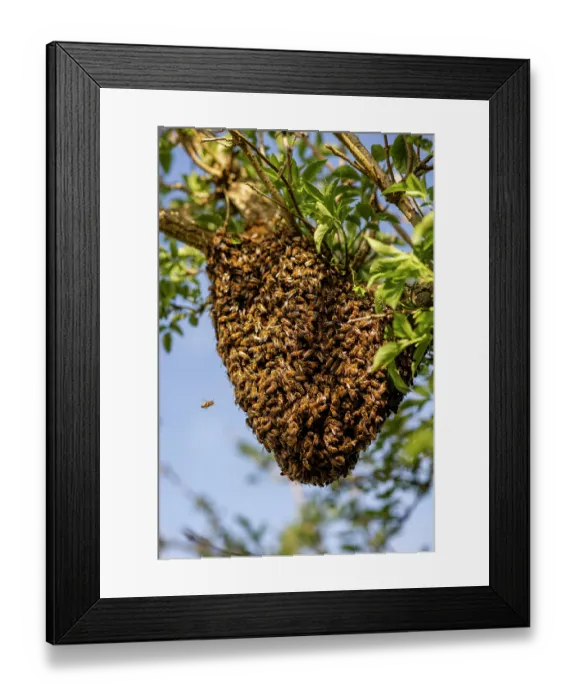 Framed Print : RF - Swarm of Honey bees (Apis mellifera) in an Elder tree (Sambucus nigra), Stroud, Gloucestershire, UK. May Framed Print : RF - Swarm of Honey bees (Apis mellifera) in an Elder tree (Sambucus nigra), Stroud, Gloucestershire, UK. May