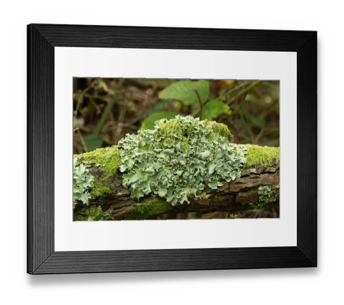 Framed Print : Common greenshield lichen (Parmelia caperata) growing on log, Sussex, England, UK. October Framed Print : Common greenshield lichen (Parmelia caperata) growing on log, Sussex, England, UK. October