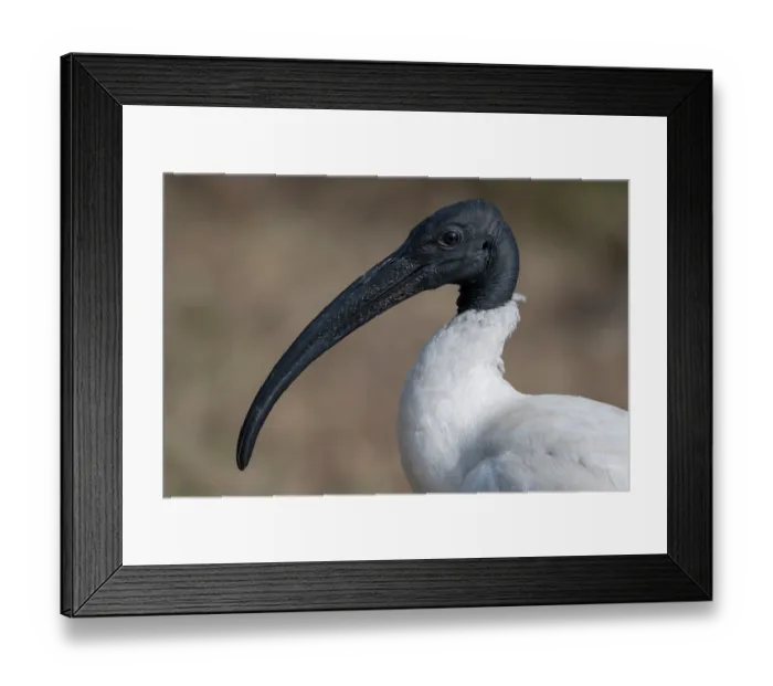 Framed Print : Black-headed ibis (Threskiornis melanocephalus) head portrait, Keoladeo Ghana National Park, Bharatpur, Rajasthan, India Framed Print : Black-headed ibis (Threskiornis melanocephalus) head portrait, Keoladeo Ghana National Park, Bharatpur, Rajasthan, India