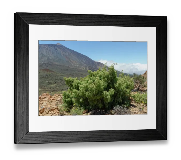 Framed Print : Canary Island juniper (Juniperus cedrus) growing on a mountain ridge above 2100m, below El Teide, La Fortaleza, Teide National Park, Tenerife, Canary Islands. May. Endangered Framed Print : Canary Island juniper (Juniperus cedrus) growing on a mountain ridge above 2100m, below El Teide, La Fortaleza, Teide National Park, Tenerife, Canary Islands. May. Endangered
