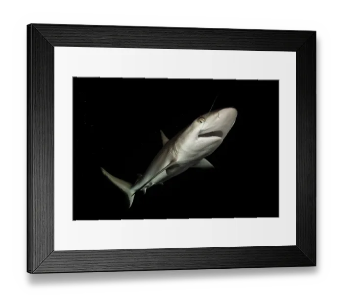 Framed Print : Grey reef shark (Carcharhinus amblyrhynchos) juvenile, at the surface hooked by angler during the night in the open sea at Burma Bank Framed Print : Grey reef shark (Carcharhinus amblyrhynchos) juvenile, at the surface hooked by angler during the night in the open sea at Burma Bank