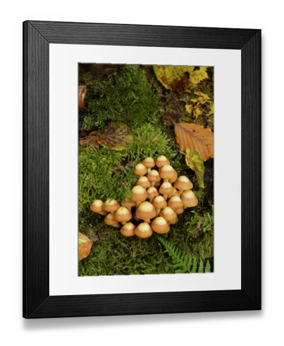 Framed Print : Sheathed woodtuft (Kuehneromyces mutabilis) growing on Beech stump, Surrey, England, UK. November Framed Print : Sheathed woodtuft (Kuehneromyces mutabilis) growing on Beech stump, Surrey, England, UK. November