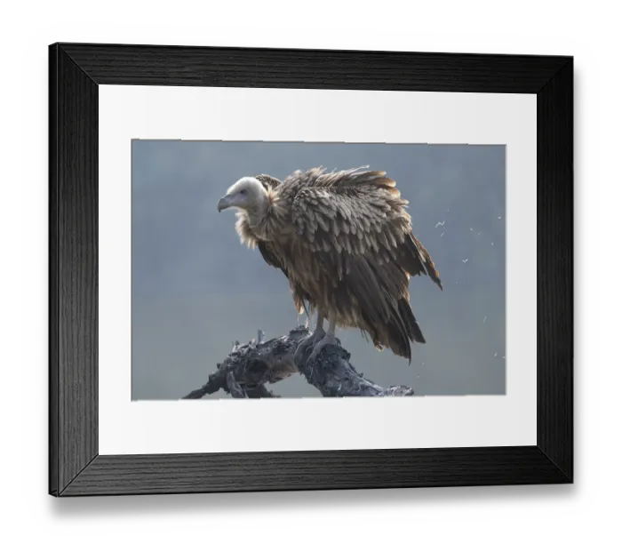 Framed Print : Eurasian griffon (Gyps fulvus) juvenile, perched on branch shaking its feathers, Keoladeo Ghana National Park, Bharatpur, Rajasthan, India