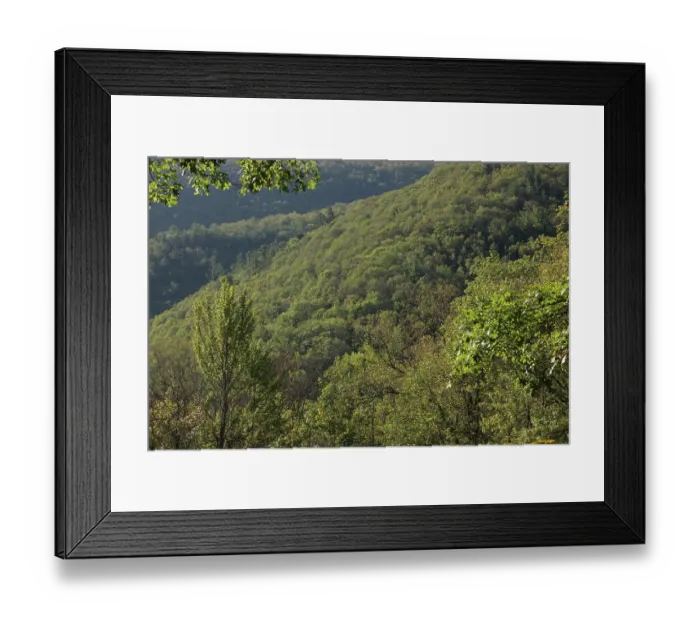 Framed Print : View of dense woodland on mountainside, habitat of the Timber rattlesnake (Crotalus horridus), Pennsylvania, USA. September, 2023 Framed Print : View of dense woodland on mountainside, habitat of the Timber rattlesnake (Crotalus horridus), Pennsylvania, USA. September, 2023