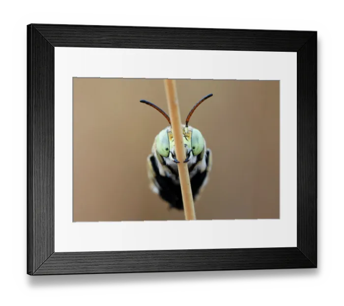 Framed Print : Green banded bee (Amegilla aeruginosa) worker, roosting on a dry grass stalk early in the morning, Adelaide River Hills, Northern Territory, Australia Framed Print : Green banded bee (Amegilla aeruginosa) worker, roosting on a dry grass stalk early in the morning, Adelaide River Hills, Northern Territory, Australia