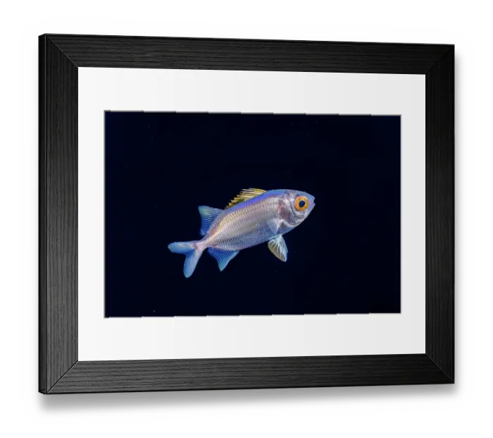 Framed Print : Soldierfish (Myripristis sp.) juvenile or larval stage, two inches long, swimming in open ocean, Yap, Federated States of Micronesia, Pacific Ocean Framed Print : Soldierfish (Myripristis sp.) juvenile or larval stage, two inches long, swimming in open ocean, Yap, Federated States of Micronesia, Pacific Ocean