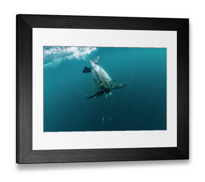 Framed Print : Leatherback sea turtle (Dermochelys coriacea) female, diving down from the surface surrounded by shoal of small fish, Kei Islands, Moluccas, Indonesia, Pacific Ocean Framed Print : Leatherback sea turtle (Dermochelys coriacea) female, diving down from the surface surrounded by shoal of small fish, Kei Islands, Moluccas, Indonesia, Pacific Ocean