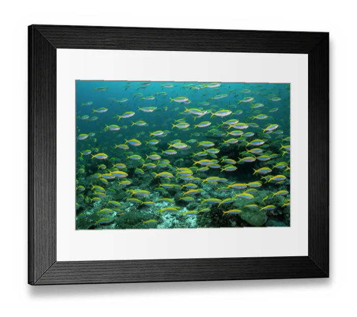 Framed Print : RF - Large school of Yellowback fusiliers (Caesio xanthonota) feeding on planktons in the current over the reefs of Burma Bank Framed Print : RF - Large school of Yellowback fusiliers (Caesio xanthonota) feeding on planktons in the current over the reefs of Burma Bank
