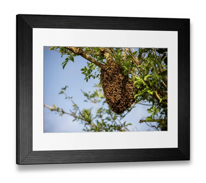 Framed Print : RF - Swarm of Honey bees (Apis mellifera) in an Elder tree (Sambucus nigra), Stroud, Gloucestershire, UK. May Framed Print : RF - Swarm of Honey bees (Apis mellifera) in an Elder tree (Sambucus nigra), Stroud, Gloucestershire, UK. May