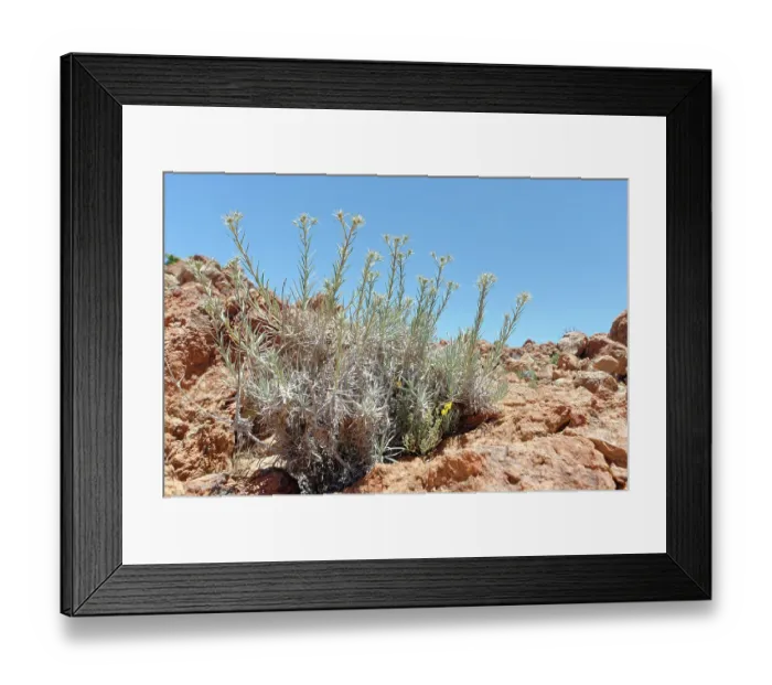 Framed Print : Carline thistle (Carlina xeranthemoides) flowering on a rocky mountain ridge at 2100m, Teide National Park, Tenerife, Canary Islands. May Framed Print : Carline thistle (Carlina xeranthemoides) flowering on a rocky mountain ridge at 2100m, Teide National Park, Tenerife, Canary Islands. May