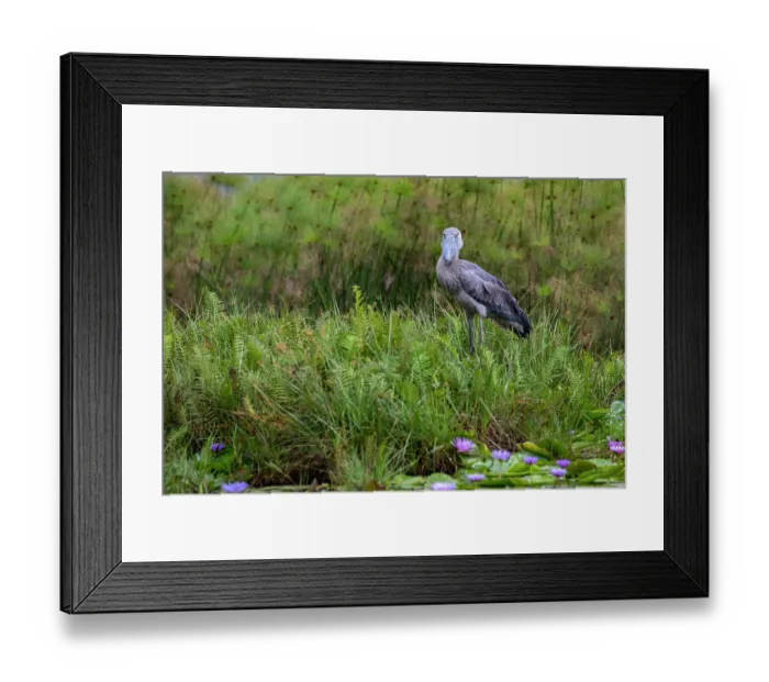 Framed Print : Shoebill (Balaeniceps rex) standing on wetland vegetation, Mabamba swamp, Uganda