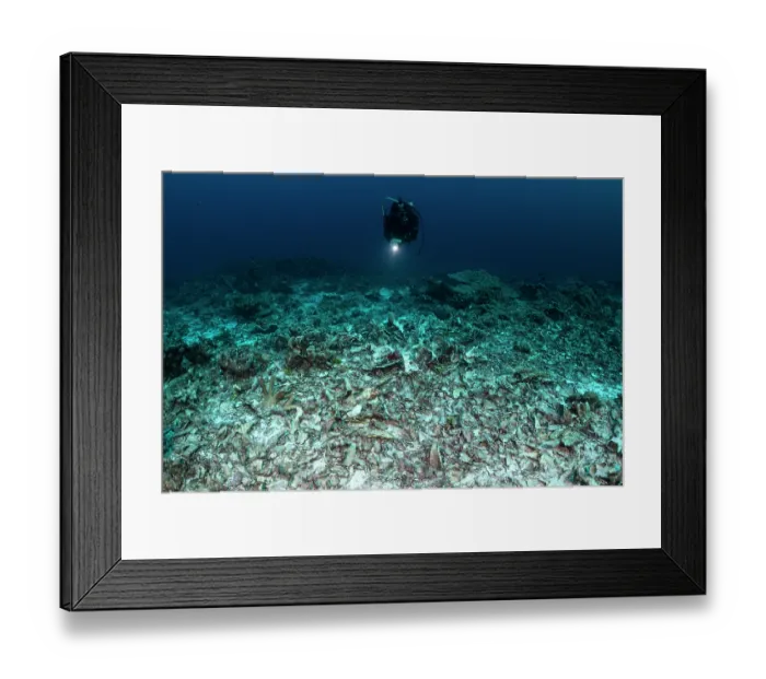 Framed Print : Scuba diver swimming over dead corals destroyed by blast fishing, Burma Bank, Republic of the Union of Myanmar, Andaman Sea Framed Print : Scuba diver swimming over dead corals destroyed by blast fishing, Burma Bank, Republic of the Union of Myanmar, Andaman Sea