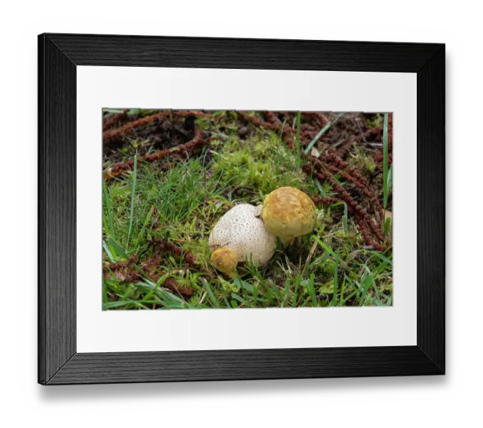 Framed Print : Parasitic bolete (Pseudoboletus parasiticus) growing on Common earthball (Scleroderma citrinum), Surrey, England, UK. September Framed Print : Parasitic bolete (Pseudoboletus parasiticus) growing on Common earthball (Scleroderma citrinum), Surrey, England, UK. September