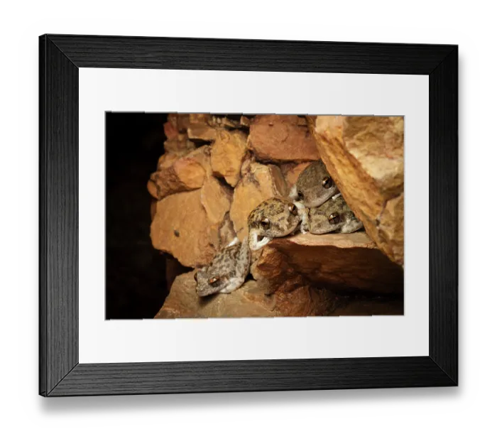 Framed Print : Group of Copland's rock frogs (Litoria coplandi) resting in a deep sandstone gorge at night, Adelaide River Hills, Northern Territory, Australia