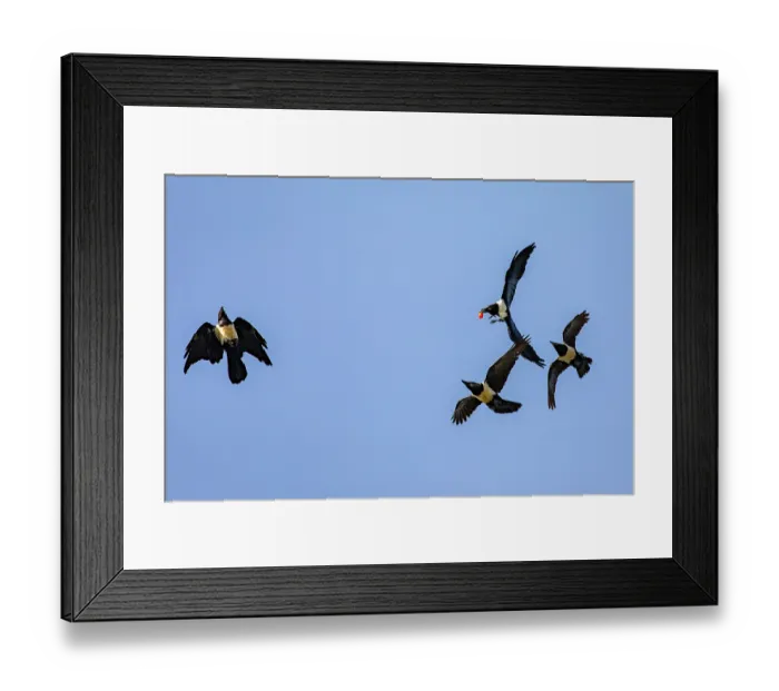 Framed Print : Four Pied crows (Corvus albus) in flight, fighting over food, Lake Victoria, Uganda