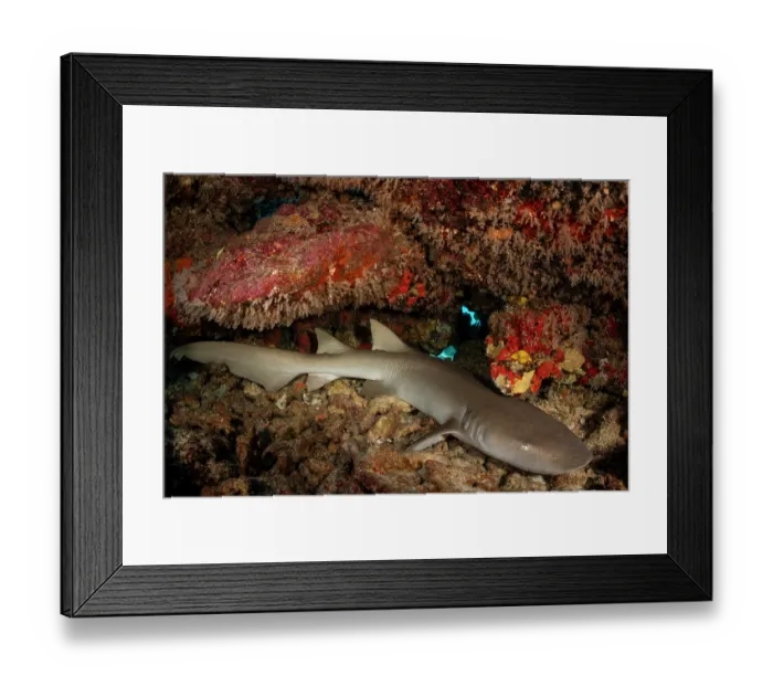 Framed Print : Tawny nurse shark (Nebrius ferrugineus) resting in a small cave under a massive coral bommie, Burma Bank, Republic of the Union of Myanmar, Andaman Sea