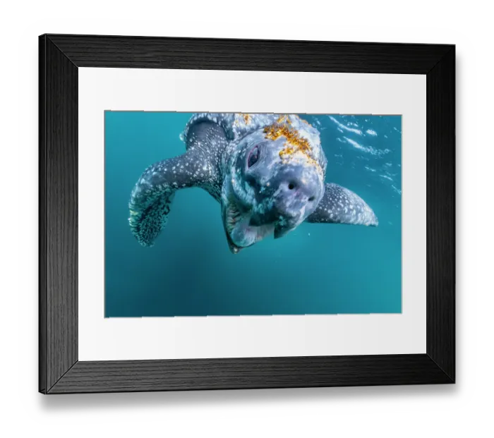 Framed Print : Leatherback sea turtle (Dermochelys coriacea) male, displaying aggression, Kei Islands, Moluccas, Indonesia, Pacific Ocean Framed Print : Leatherback sea turtle (Dermochelys coriacea) male, displaying aggression, Kei Islands, Moluccas, Indonesia, Pacific Ocean
