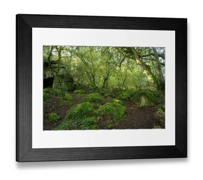 Framed Print : Temperate rainforest in Lustleigh Cleave, Dartmoor, Devon, England, UK. October, 2023