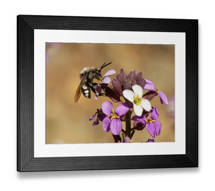 Framed Print : Cuckoo digger bee (Melecta curvispina) nectaring from Teide wallflower (Erysimum scoparium) flowers, Teide National Park, Tenerife, Canary Islands. May Framed Print : Cuckoo digger bee (Melecta curvispina) nectaring from Teide wallflower (Erysimum scoparium) flowers, Teide National Park, Tenerife, Canary Islands. May