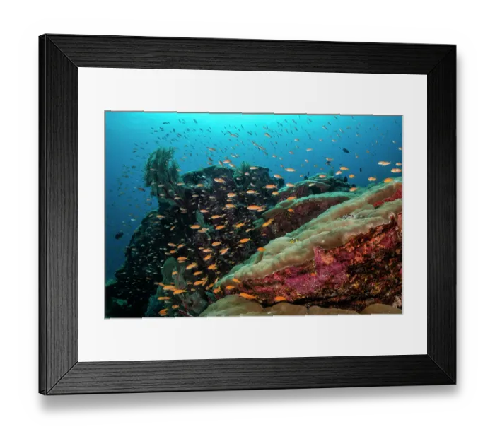 Framed Print : A large number of Anthias (Anthias sp.) schooling over a coral bommie in the reefs of Burma Bank, an offshore plateau, Republic of the Union of Myanmar, Andaman Sea Framed Print : A large number of Anthias (Anthias sp.) schooling over a coral bommie in the reefs of Burma Bank, an offshore plateau, Republic of the Union of Myanmar, Andaman Sea
